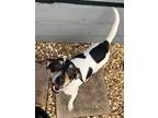 Adopt Domino a White - with Brown or Chocolate Jack Russell Terrier / Rat