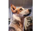 Adopt Hester a Merle Australian Cattle Dog / Mixed dog in Hazard, KY (41075427)