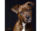 Adopt Dexter a Brindle American Pit Bull Terrier / Mixed Breed (Medium) / Mixed