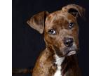 Adopt Dexter a Brindle American Pit Bull Terrier / Mixed dog in RIDGELAND