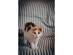 Adopt Rose a Calico or Dilute Calico Domestic Shorthair (short coat) cat in