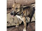 Adopt Diego a Brindle Boxer / Pit Bull Terrier / Mixed dog in Los Angeles