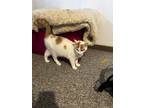 Adopt Sam a Orange or Red (Mostly) Domestic Shorthair (short coat) cat in
