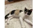 Adopt Nori a Calico or Dilute Calico Domestic Shorthair (short coat) cat in
