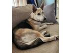 Adopt Rory a Tricolor (Tan/Brown & Black & White) German Shepherd Dog / Mixed