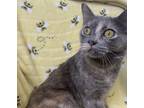 Adopt Sable a Calico or Dilute Calico Domestic Longhair (long coat) cat in