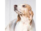 Adopt Rome - a White Hound (Unknown Type) / Mixed dog in RIDGELAND