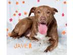 Adopt Javier - a Brown/Chocolate American Pit Bull Terrier / Mixed dog in
