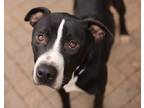 Adopt Champ a Black American Pit Bull Terrier / Mixed dog in Mesquite