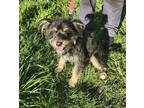 Adopt Bella a Black - with Brown, Red, Golden, Orange or Chestnut Terrier