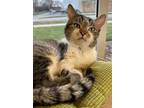 Adopt Mr. Mister a Brown Tabby Domestic Shorthair / Mixed Breed (Medium) / Mixed