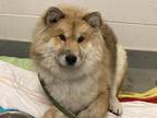 Adopt Oso 2 a Brown/Chocolate - with Tan Chow Chow / Collie / Mixed dog in