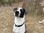 Adopt Arlo - ME a Tricolor (Tan/Brown & Black & White) Catahoula Leopard Dog /