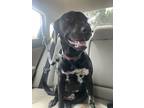 Adopt Misha a Black - with White Labrador Retriever / Mixed dog in San Marcos