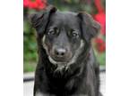 Adopt Blossom von Berkoth a Black - with Tan, Yellow or Fawn Mixed Breed
