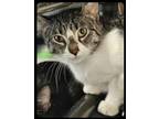 Adopt Bluejay a Brown or Chocolate Domestic Shorthair / Domestic Shorthair /