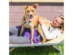 Adopt Alanick- IN FOSTER a Brown/Chocolate Mixed Breed (Small) / Mixed Breed