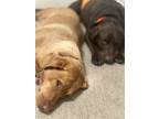 Adopt Kimber a Red/Golden/Orange/Chestnut Labrador Retriever / Mixed dog in
