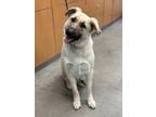 Adopt Leo a Tan/Yellow/Fawn Anatolian Shepherd / Labrador Retriever / Mixed dog