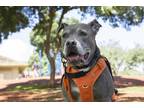 Adopt Brody a Gray/Blue/Silver/Salt & Pepper Pit Bull Terrier / Mixed dog in