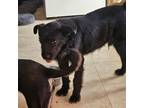 Adopt Tyson a Black Schnauzer (Giant) / Labrador Retriever / Mixed dog in