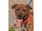 Adopt Tootsie a Brindle Mountain Cur / Mixed dog in Toccoa, GA (41037478)