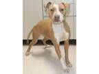 Adopt Sheila a Tan/Yellow/Fawn Staffordshire Bull Terrier dog in Forrest City