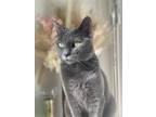 Adopt Vega a Gray or Blue Domestic Shorthair / Mixed cat in Oakland