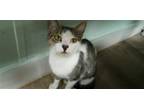 Adopt Beatrice a American Shorthair / Mixed (short coat) cat in Naples