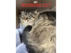 Adopt Marvel a Gray or Blue Domestic Longhair / Domestic Shorthair / Mixed cat
