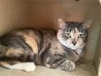 Adopt Missy a Calico or Dilute Calico Domestic Shorthair / Mixed (short coat)