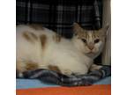 Adopt Buffy a Orange or Red (Mostly) Domestic Shorthair / Mixed cat in