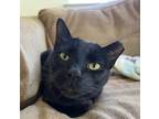 Adopt Buttercup a All Black Domestic Shorthair (short coat) cat in San Andreas
