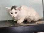 Adopt Marsha a White Domestic Longhair / Domestic Shorthair / Mixed cat in