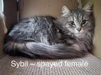 Adopt Sybil a Gray, Blue or Silver Tabby Domestic Longhair (long coat) cat in