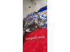Adopt Leopold a Gray or Blue (Mostly) Domestic Shorthair (short coat) cat in