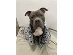 Adopt Dior **Courtesy Post** a Pit Bull Terrier / Mixed dog in Elmsford