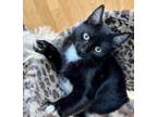 Adopt Gunther a Black & White or Tuxedo Domestic Shorthair (short coat) cat in