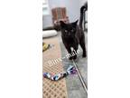 Adopt Binx a All Black Domestic Shorthair (short coat) cat in Fairmont
