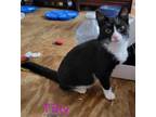 Adopt Tillie a Black & White or Tuxedo Domestic Mediumhair / Mixed cat in Panama