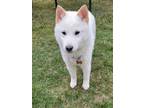 Adopt Echo - Not Available a White Shiba Inu / American Eskimo Dog dog in