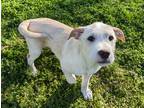 Adopt Buddy a White - with Tan, Yellow or Fawn Labrador Retriever / Border