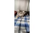 Adopt Edwina a Gray, Blue or Silver Tabby Domestic Shorthair (short coat) cat in