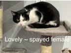 Adopt Lovely a Black & White or Tuxedo Domestic Shorthair (short coat) cat in