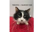 Adopt Valentino a Black & White or Tuxedo Domestic Longhair (long coat) cat in