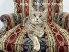 Adopt Courage a Gray, Blue or Silver Tabby Domestic Shorthair (short coat) cat