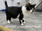 Adopt Malbec a Black & White or Tuxedo Domestic Shorthair (short coat) cat in