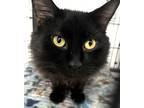 Adopt Patrick a All Black Domestic Longhair / Mixed (long coat) cat in Fort