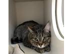 Adopt Loki 6 a Domestic Shorthair / Mixed (short coat) cat in Fort Walton Beach