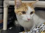 Adopt Taurus a Orange or Red Tabby Domestic Shorthair / Mixed (short coat) cat